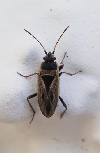 Xanthochilus quadratus